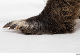 Nutria foot 0032.jpg